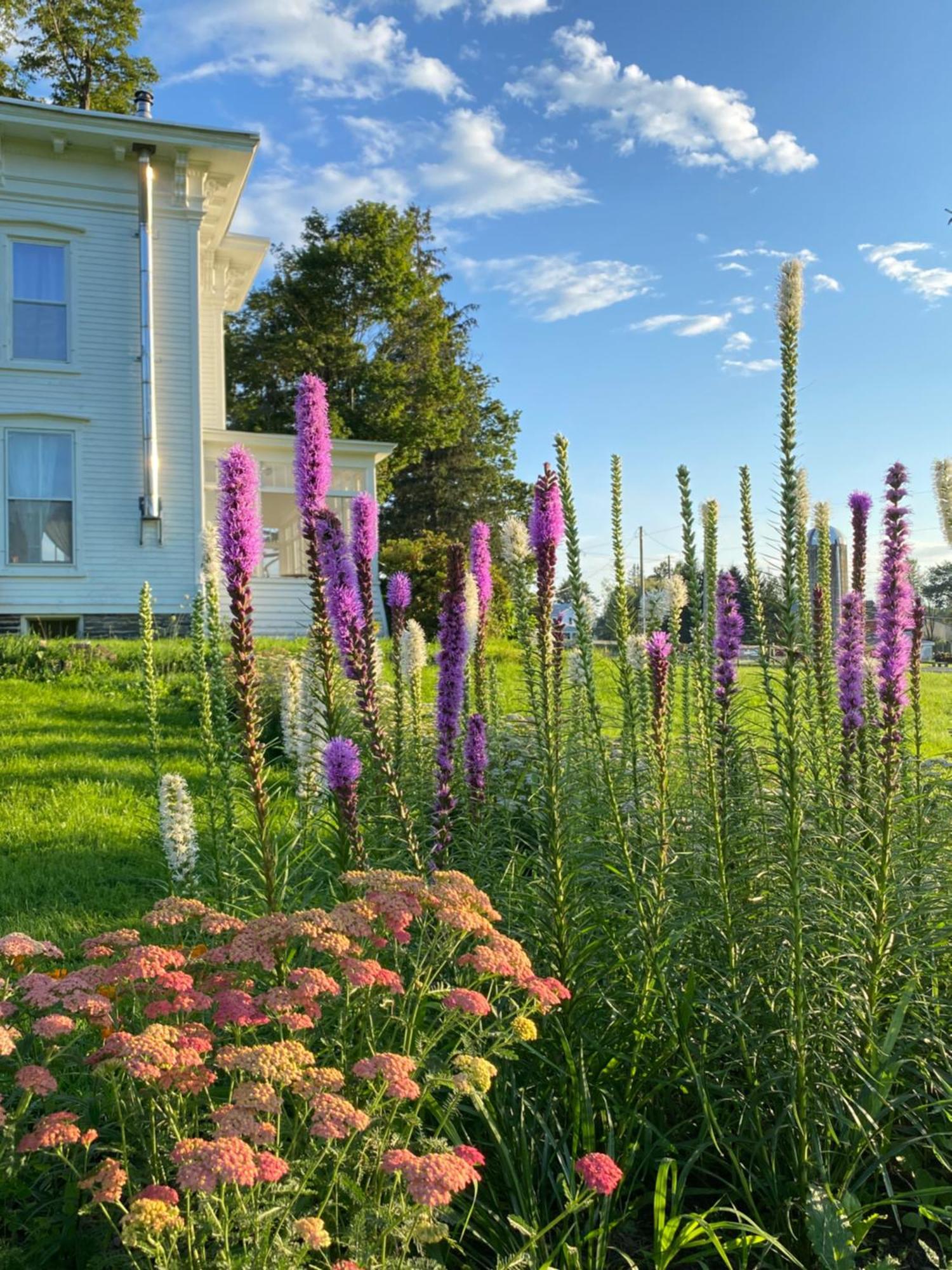 Bloom Farm Guesthouse Mount Vision Exteriör bild